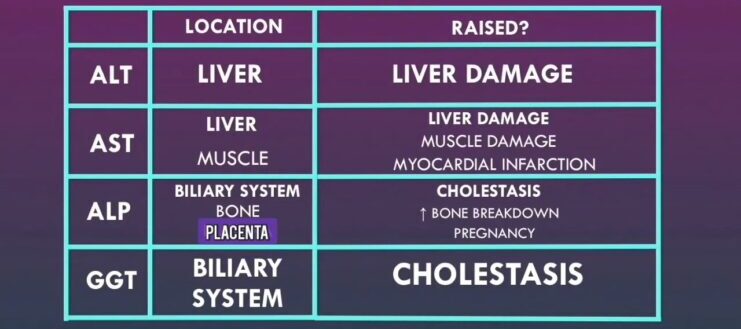 My Dog Has An Elevated Alkaline Phosphatase What Does That Mean 